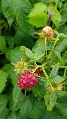 Image de Rubus idaeus 'Tulameen' / Framboisier 'Tulameen' (Non remontant)