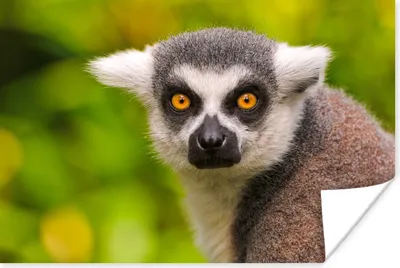 Produktbild von MuchoWow® Poster Affe - Ringschwanzlemur - Tier 60x40 cm - Schlafzimmerdekoration