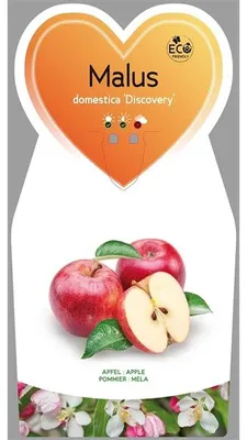 Obrázok produktu pre Malus domestica 'Discovery' 120 cm - Letné jablko 'Discovery' - Jabloň