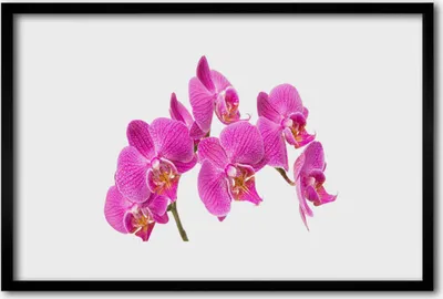 Produktbild von Bild 60x40 MDF-Rahmen Wandkunst Orchideen-Blumen-Natur