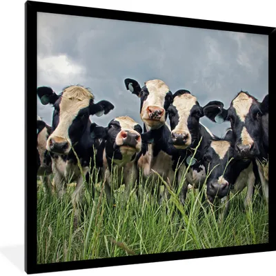 Produktbild von MuchoWow® Gerahmtes Poster Kuh - Wolken - Gras - Tiere 40x40 cm - Poster mit Schwarzem Bilderrahmen Wandposter Rahmen Foto Bilder - Mit Rahmen - Wanddekoration Schlafzimmer
