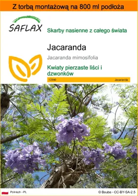 Zdjęcie produktu dla SAFLAX - Garden in the bag - Jacaranda - 50 Nasiona - Z podłożem uprawowym w praktycznej, samorozkładającej się torbie - Jacaranda mimosifolia