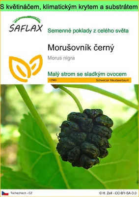 Obrázek produktu pro SAFLAX Garden to go - Morušovník černý - Morus nigra - 200 Semena - S květináčem, klimatickou poklicí a pěstebním substrátem