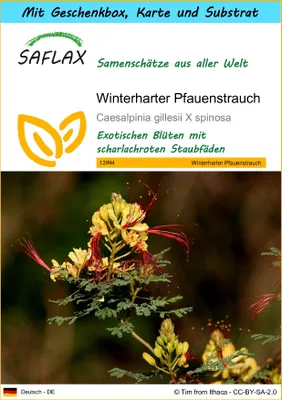 Produktbild von SAFLAX - Geschenk Set - Winterharter Pfauenstrauch - 10 Samen - Mit Geschenk- / Versandbox, Versandaufkleber, Geschenkkarte und Anzuchtsubstrat - Caesalpinia gillesii