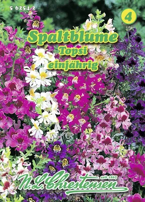 Artikelbild 1 von 'Spaltblume Topsi' aus der Kategorie Blumensamen