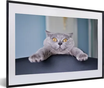 Produktbild von MuchoWow® MuchoWow® Gerahmtes Poster Katze - Angst - Stuhl 60x40 cm - Poster mit zchwarzem Bilderrahmen - Schlafzimmer - Plakat in Rahmen - Drucken