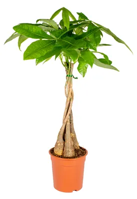 Produktbild von Bloomique - Pachira Aquatica - Glückskastanie - Zimmerpflanzen - Luftreinigend - Pflegeleicht - Höhe 50-60 cm - Topf 17 cm