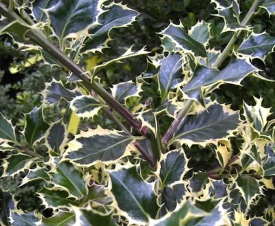 Produktbild von Weißbunte Stechpalme Argentea Marginata - Ilex aquifolium - Gartenhülse - 30-40cm