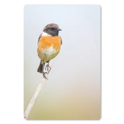 Produktbild von MuchoWow® Mauspad Mousepad Vogel - Äste - Himmel 18x27 cm - Mousepads - Maus Mat - Pad - Mausunterlage