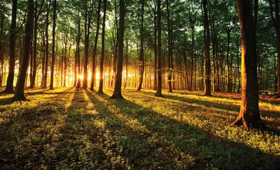 Produktbild von Fototapete Vlies 2226 VEXXXL Sonniger Wald 4-tlg. 416 x 254 cm