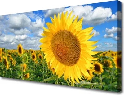Produktbild von Tulup Leinwand-Bilder 100x50 Wandbild Canvas Kunstdruck Sonnenblumen Pflanzen