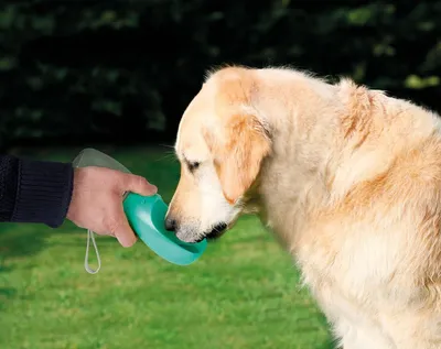 Image de Pet-bottle, abreuvoir de voyage pour animaux - 350 ml