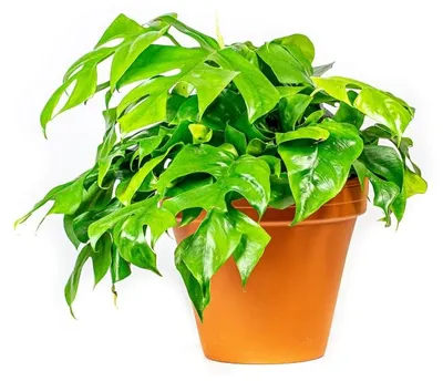 Obrázok produktu pre Gardners Monstera minima, priemer 12-13 cm