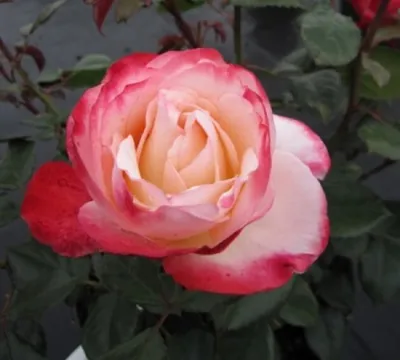 Produktbild von Edelrose Nostalgie ® - Rosa Nostalgie ® - Tantau Rose
