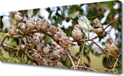 Produktbild von Tulup Leinwand-Bilder 125x50 Wandbild Canvas Kunstdruck Vögel Tiere