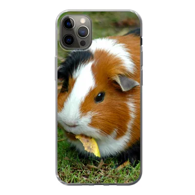 Produktbild von MuchoWow® Handyhülle Schutzhülle Hülle für iPhone 12 Pro Max Meerschweinchen draußen Silikon Softcase Handy Hülle - Hartschale