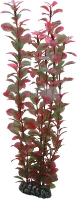 Image de Hobby Ludwigia, 34 cm