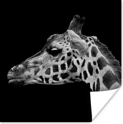 Produktbild von MuchoWow® Poster Tiere - Giraffe - Schwarz - Weiß 50x50 cm - Wohnzimmerdekoration