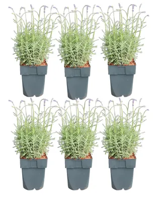 Produktbild von Lavendel 6er Set