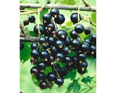 Obrázek produktu pro Rybíz černýpolokmen FloraSelfRibes nigrum 'Rosenthals' cca 140 cm květináč 5 l