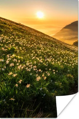 Produktbild von MuchoWow® Poster Blumen - Sonne - Berge 80x120 cm - Papierdruck
