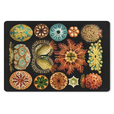 Produktbild von MuchoWow® Schreibtischunterlage Vintage - Ernst Haeckel - Meerestier - Natur - Meer - Kunst 60x40 cm - XXL Mauspad - Großes Mauspad