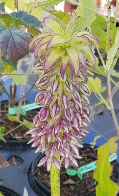 Image de Eucomis bicolor / Plante ananas