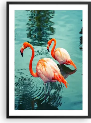 Produktbild von Gerahmtes Poster - Schwarzer Rahmen - Rosa Flamingos Wasser - 50x70 cm - Wand Bild - Wanddeko - Wandbilder - Kunstposter - Wandposter - Bilderrahmen - Bilder - Kunstdruck - Wandbild - P2BPA50x70-4203