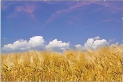 Produktbild von Wallario Wandbild Kornfeld unter blauem Himmel, Größe: 61 x 91,5 cm, Poster mit rahmenlosen Bildhalter