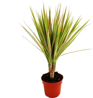 Image de Exotenherz - dragonnier - Dracaena marginata "Bicolor" - 1 plante - plante d'intérieur facile d'entretien - purifiant l'air - pot de 12cm
