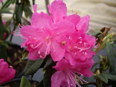 Produktbild von Dahurische Azalee Boskoop Ostara - Rhododendron dauricum - 30-40cm