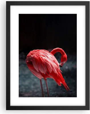 Produktbild von Gerahmtes Poster - Schwarzer Rahmen - Flamingo Rosa Vogel - 30x40 cm - Wand Bild - Wanddeko - Wandbilder - Kunstposter - Wandposter - Bilderrahmen - Bilder - Kunstdruck - P2BPA30x40-4551