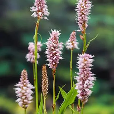 Productafbeelding van Moerings Polygonum Bistorta | Adderwortel | In 9CM pot