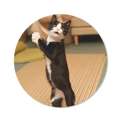 Produktbild von MuchoWow® Mauspad Mousepad Katze - Wohnzimmer - Schwarz 30x30 cm - Mousepads - Maus Mat - Pad - Mausunterlage - Tischunterlage - Schreibtischmatten