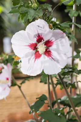 Produktbild von Hibiscus syriacus 'Helene', Gartenhibiskus, weiß, 40–60 cm