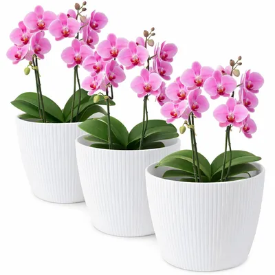 Productafbeelding van Plastic bloempot, diameter 19 cm, set van 3, geschikt voor grote planten