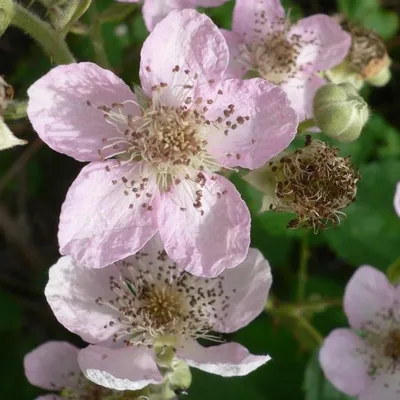 Produktbild von Loch Ness (S) - Brombeere