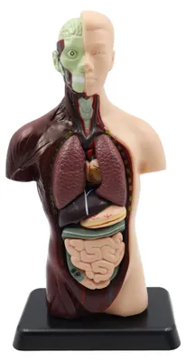 Menschliches Torso-Anatomiemodell, 24,5 cm, abnehmbare Teile, 1 Stück