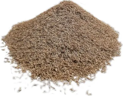 Produktbild von RSM-Rasensamen 3.2 Sportrasen Regeneration mit Poa pratensis 10kg