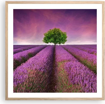 Produktbild von Gerahmtes Poster - Rahmen in heller Eiche - Wiese lavenda Sommer Landschaft - 60x60 cm - Wand Bild - Wanddeko - Wandbilder - Wandposter - Bilderrahmen - Bilder - Kunstdruck - P2NAC60x60-2605