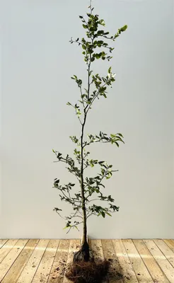 Produktbild von Rotbuche 100-125 cm, wurzelnackt - Fagus sylvatica
