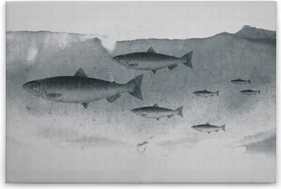 Produktbild von Leinwandbild Fische 60 x 90 cm - Wandbild Grau - Keilrahmen Tiere Vintage Wohnzimmerdeko Wanddeko Wandgemälde