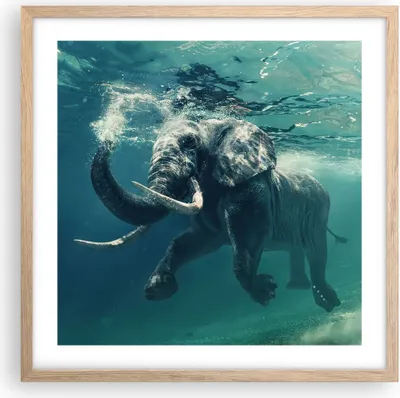 Produktbild von Gerahmtes Poster - Rahmen in heller Eiche - Elefant Tier Wasser - 50x50 cm - Wand Bild - Wanddeko - Wandbilder - Wandposter - Bilderrahmen - Bilder - Kunstdruck - Wandbild - P2NAC50x50-3944