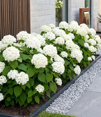 Produktbild von BALDUR Garten 1x Schneeball-Hortensie Annabelle; Pflanze im 9x9 cm-Topf, Gartenhortensie winterhart Hydrangea arborescens, pflegeleicht, blühend, großblumige Freiland-Hortensie