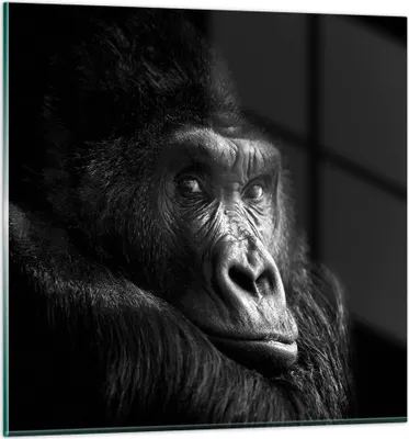 Produktbild von Bilder auf glas - Einteilig - Affe Gorilla Porträt - 50x50cm - Glasbilder - Wandbilder - Bilder - zum Aufhängen bereit - Wanddekoration aus Glas - Glas Bilder - Wandbild auf Glas - GAC50x50-5007