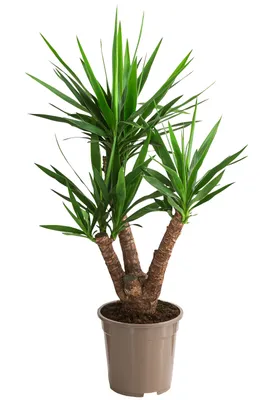 Produktbild von Dehner Yucca-Palme, Yucca elephantipes, Palmlilie, mehrtriebig, ca. 60 - 70 cm, Ø Topf 23 cm, Zimmerpflanze