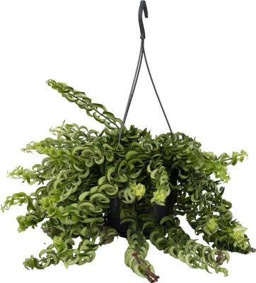 Zdjęcie produktu dla Eszynantus - Aeschynanthus pulcher - Wysokość 20-30cm - ⌀15cm
