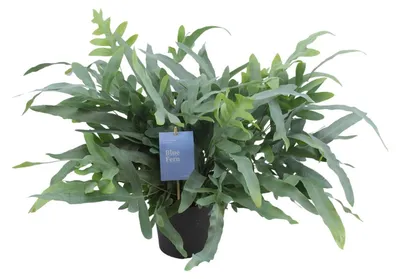 Image de Phlebodium Aureum Étoile bleue - 40-50cm - Ø17cm - Plante d'intérieur - Vert persistant