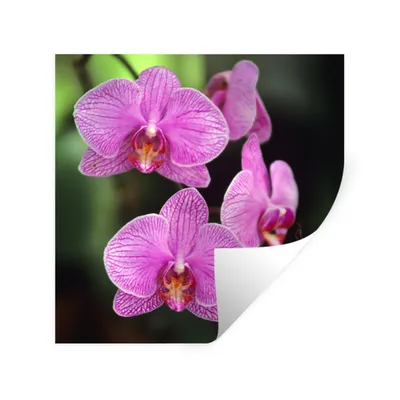 Produktbild von MuchoWow® Wandtattoo Wandsticker Wandaufkleber Rosa Orchidee 100x100 cm Selbstklebend und Repositionierbar - Wierderverwendbar - Selbstklebend