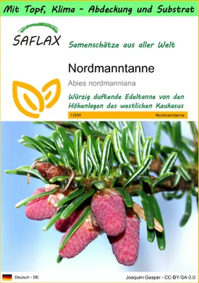 Produktbild von SAFLAX Garden to go - Nordmanntanne - Abies nordmanniana - 20 Samen - Mit Topf, Klima - Deckel und Anzuchtsubstrat